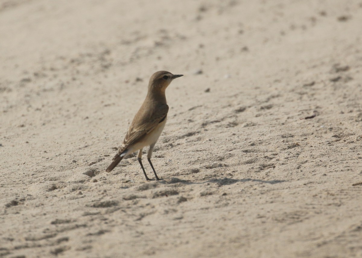 Collalba Isabel - ML645442186