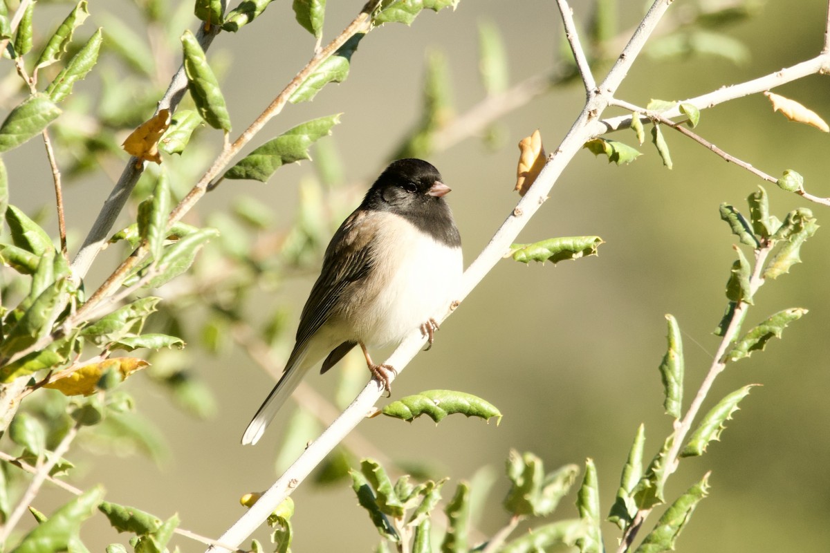 Dark-eyed Junco - ML645442187