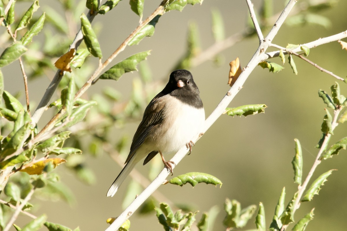 Dark-eyed Junco - ML645442188