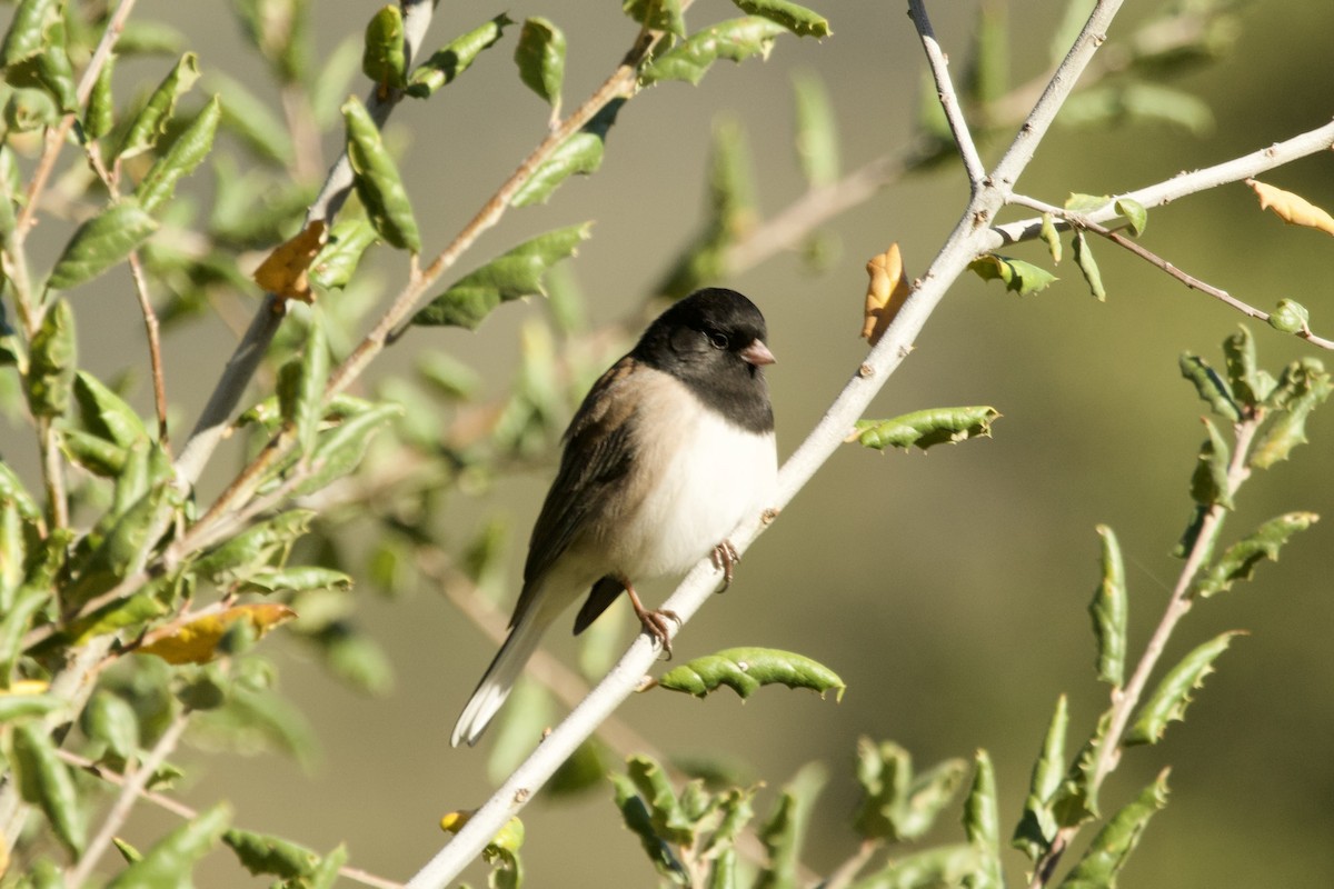Dark-eyed Junco - ML645442189