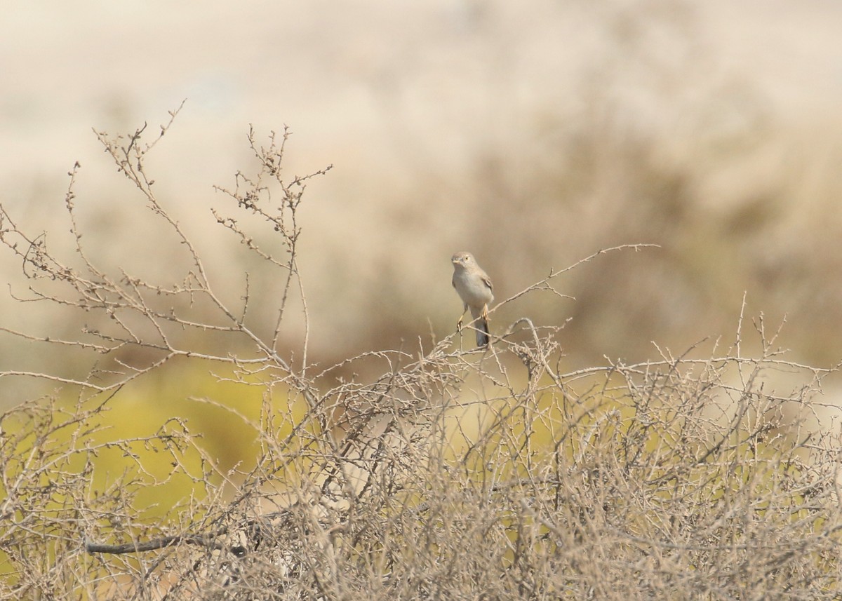 Пустынная славка - ML645442193