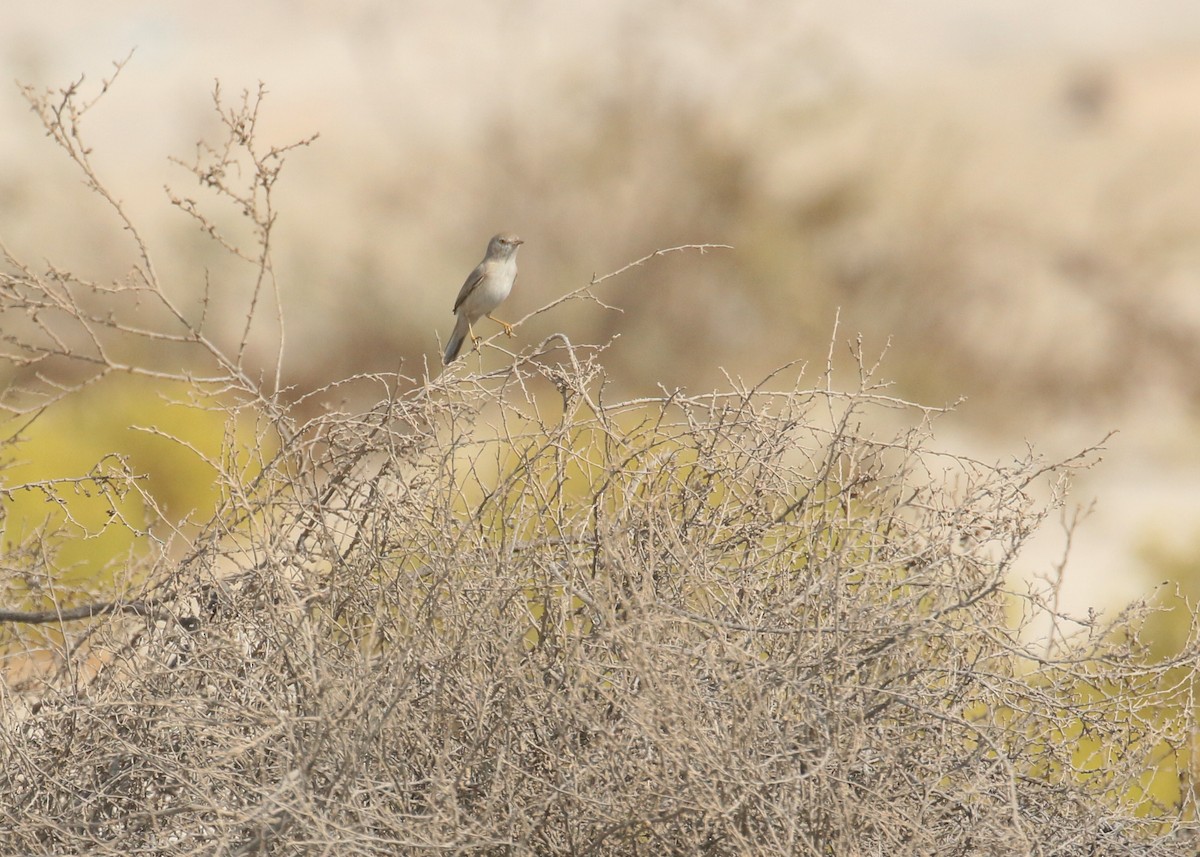 Пустынная славка - ML645442194