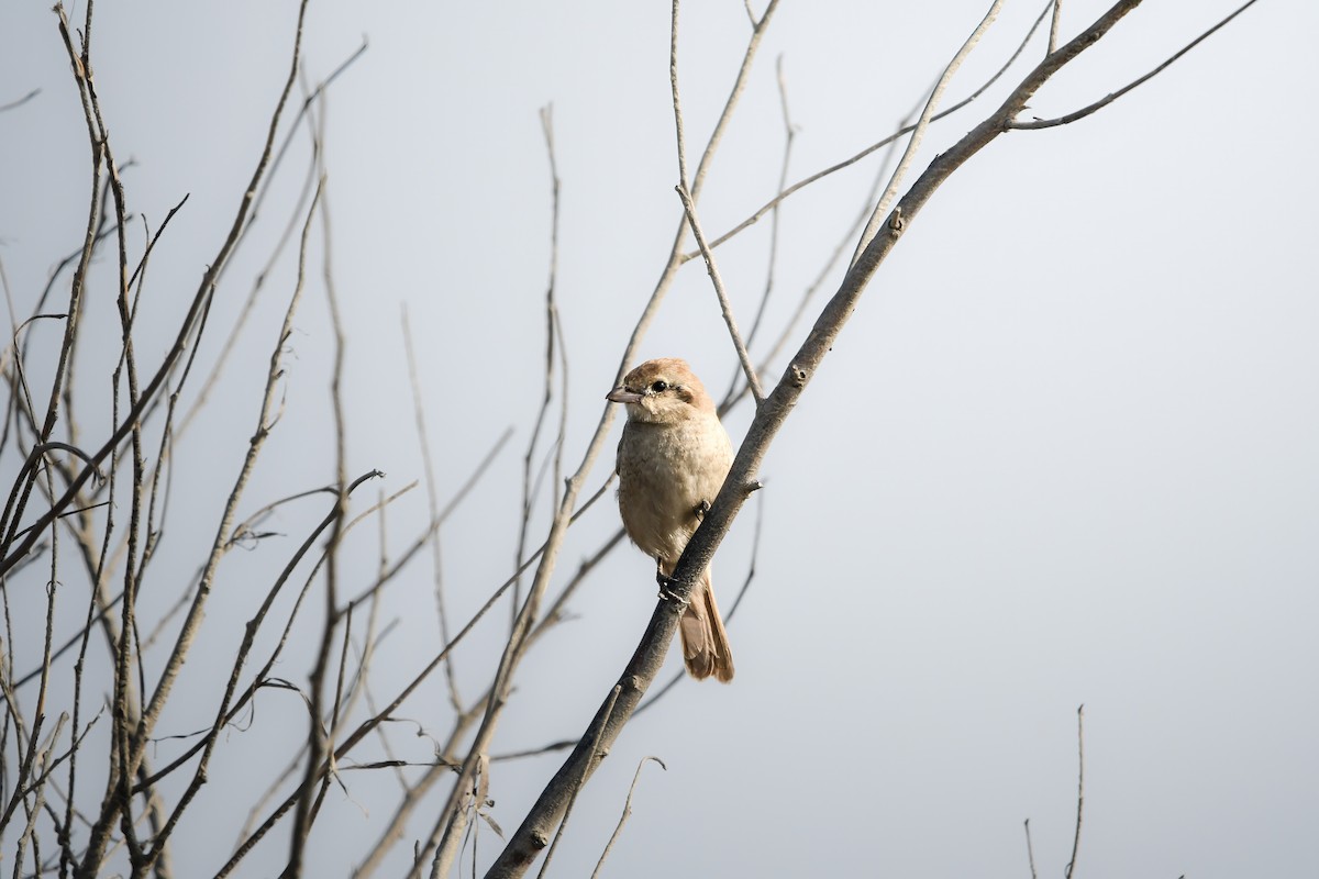 isabellavarsler - ML645442212