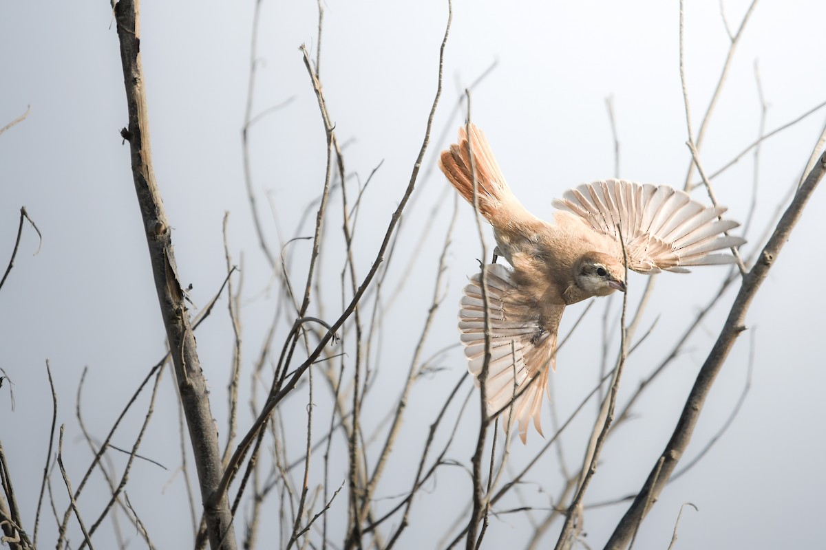 isabellavarsler - ML645442214