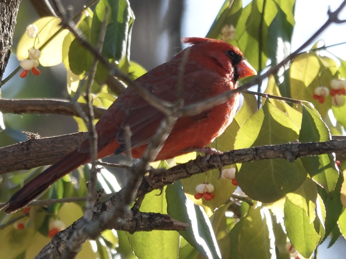 Kardinal arrunta - ML645442230