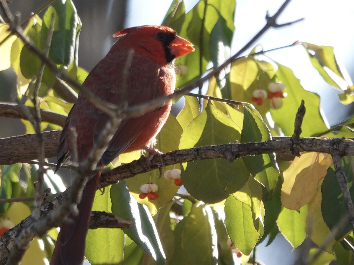 Kardinal arrunta - ML645442231