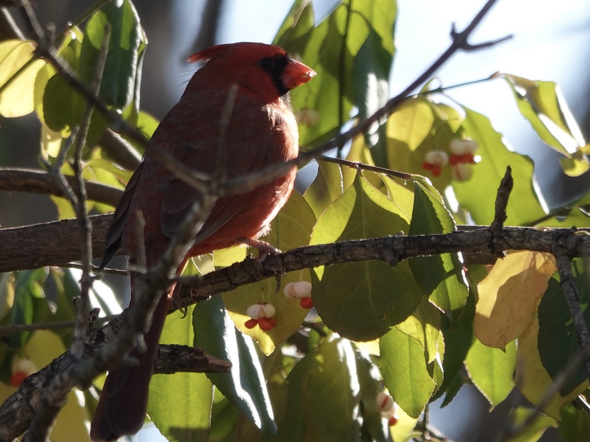 Kardinal arrunta - ML645442232