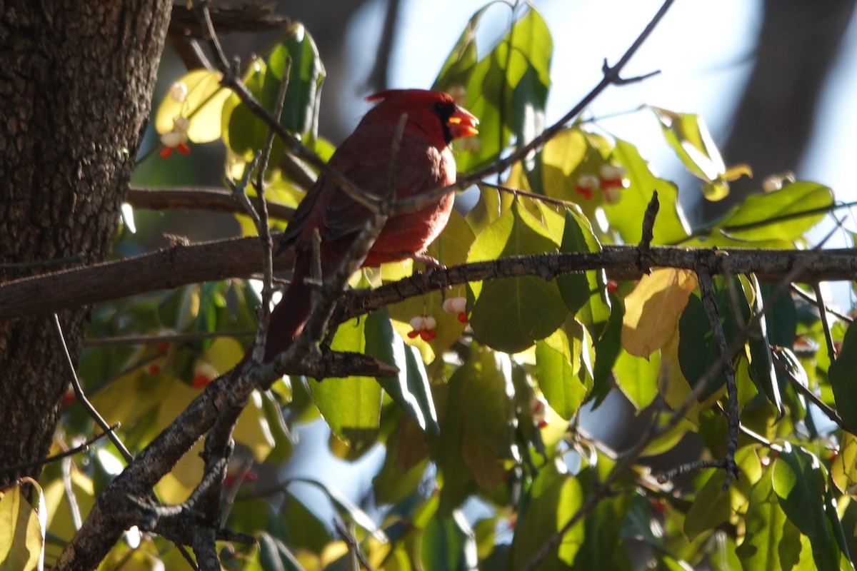 Kardinal arrunta - ML645442233