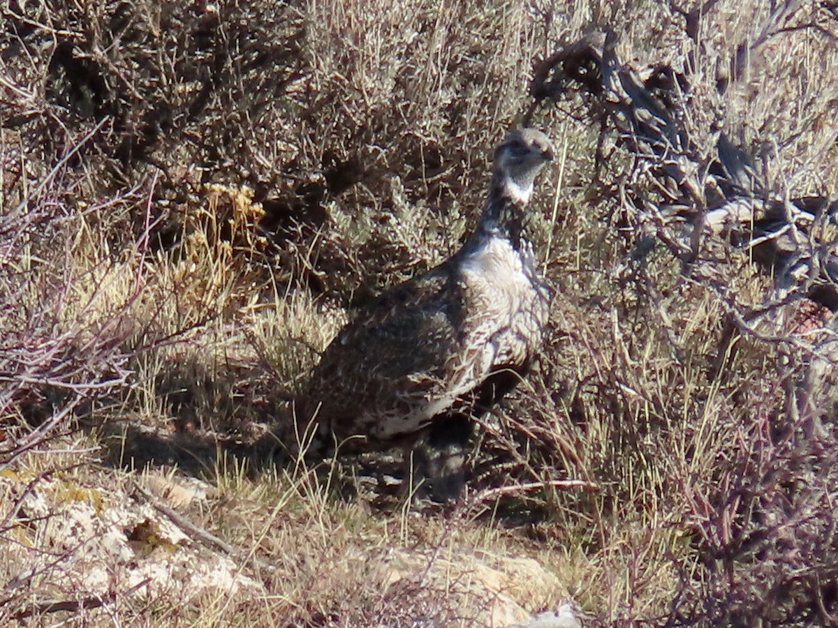 tetřívek pelyňkový - ML645442243