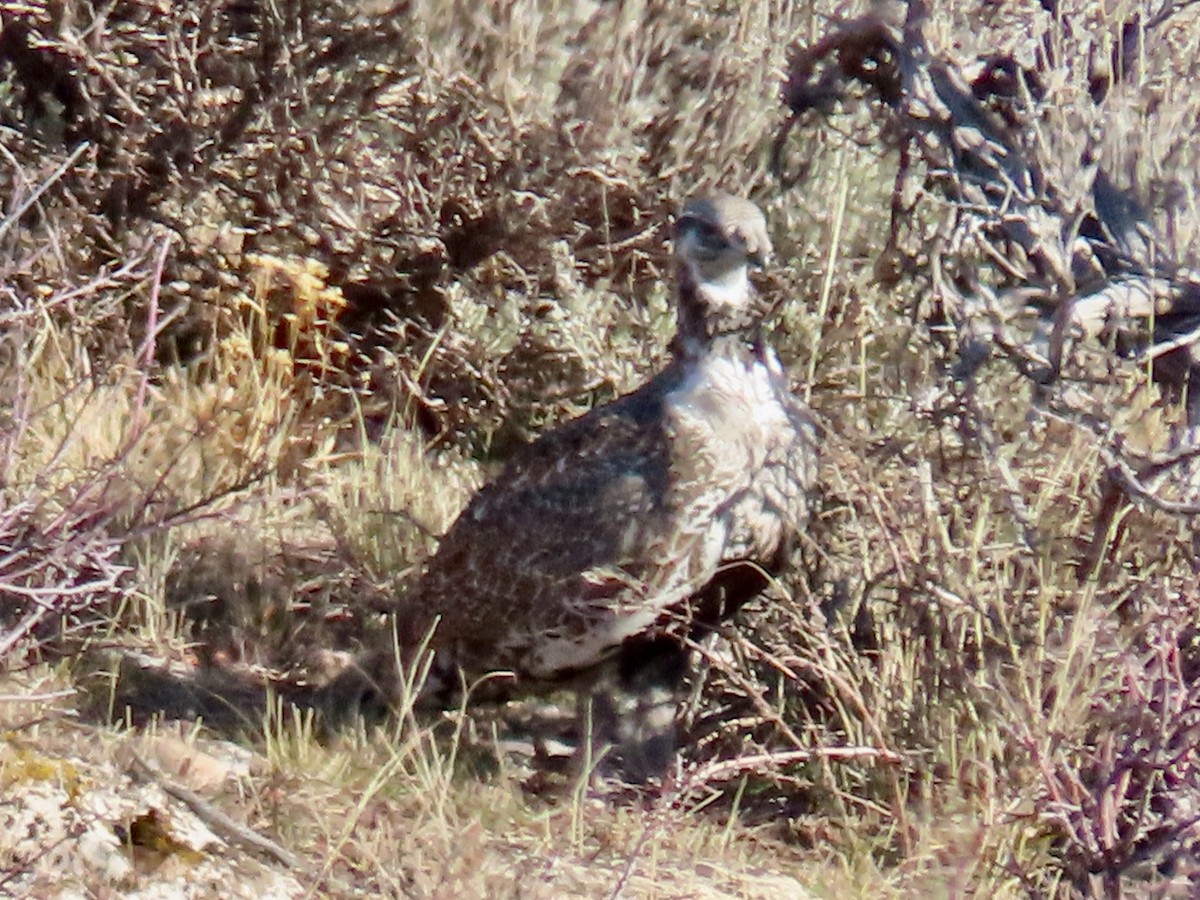 tetřívek pelyňkový - ML645442255