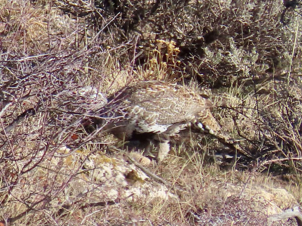 tetřívek pelyňkový - ML645442258