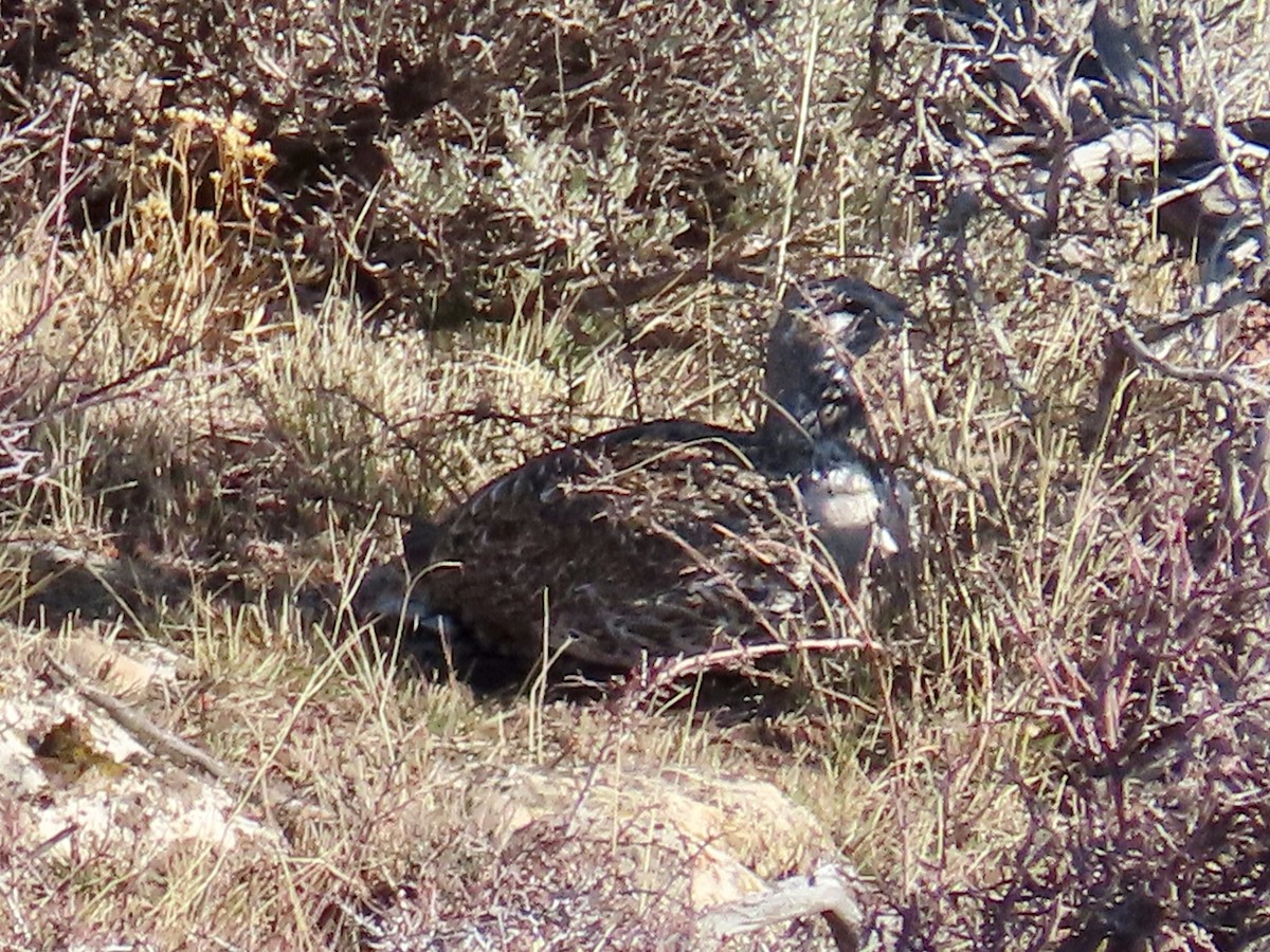 tetřívek pelyňkový - ML645442267