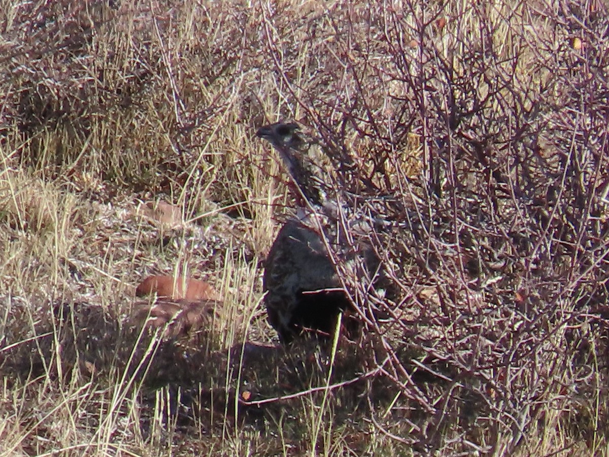 tetřívek pelyňkový - ML645442268