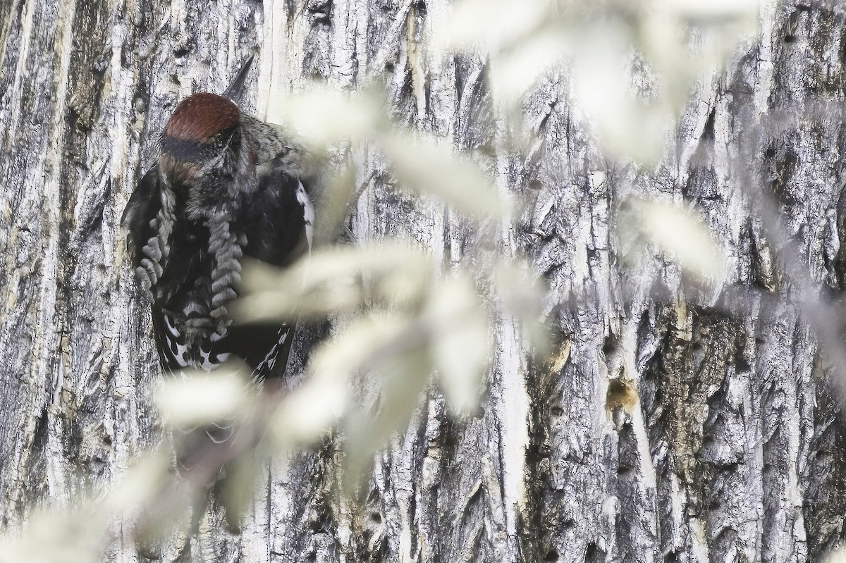 Red-naped Sapsucker - ML645442287