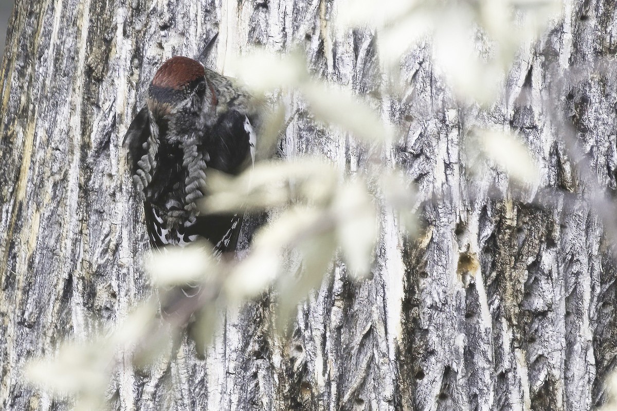 Red-naped Sapsucker - ML645442288