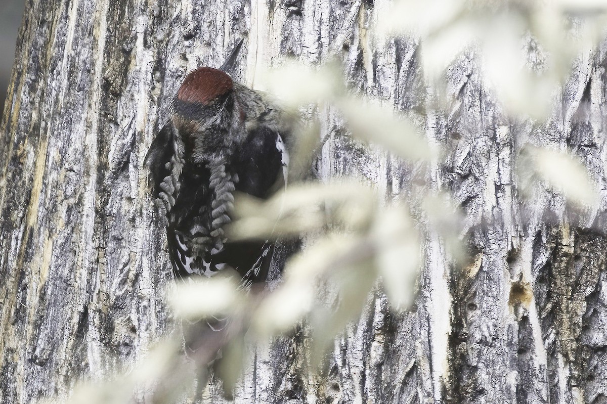 Red-naped Sapsucker - ML645442290