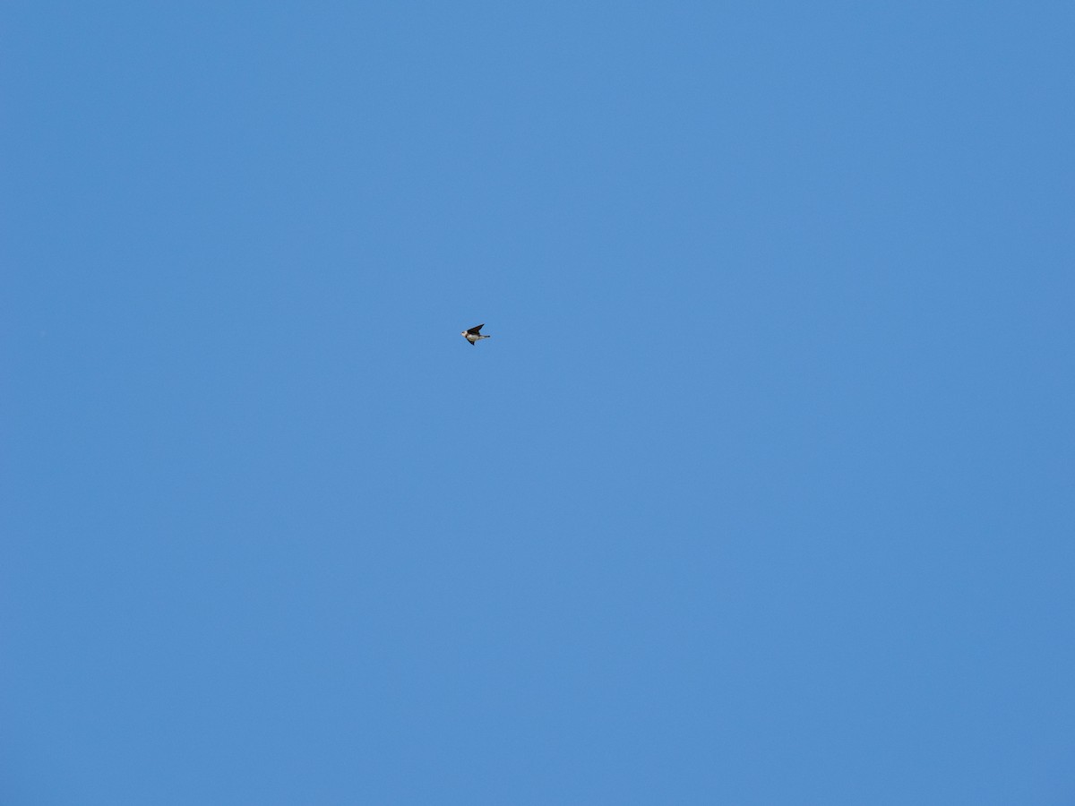 Bank Swallow/Pale Martin - ML645442291