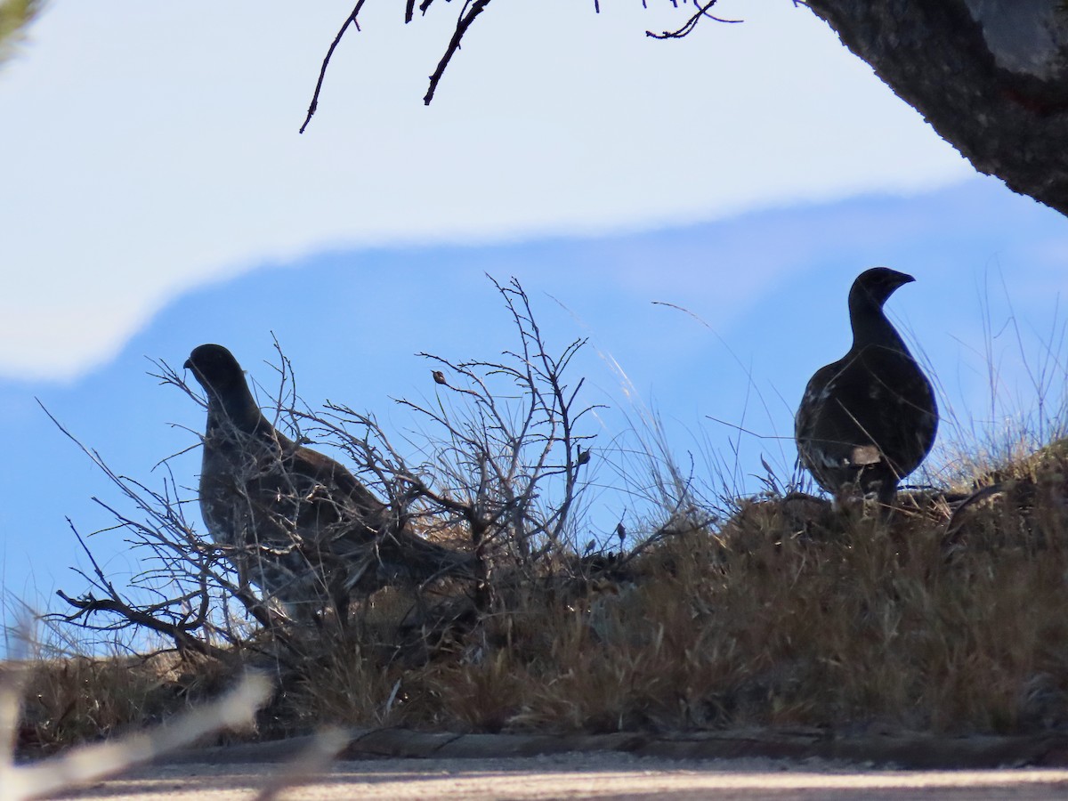 tetřívek douglaskový - ML645442300