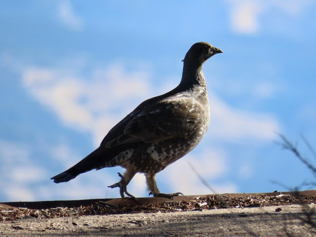 tetřívek douglaskový - ML645442313