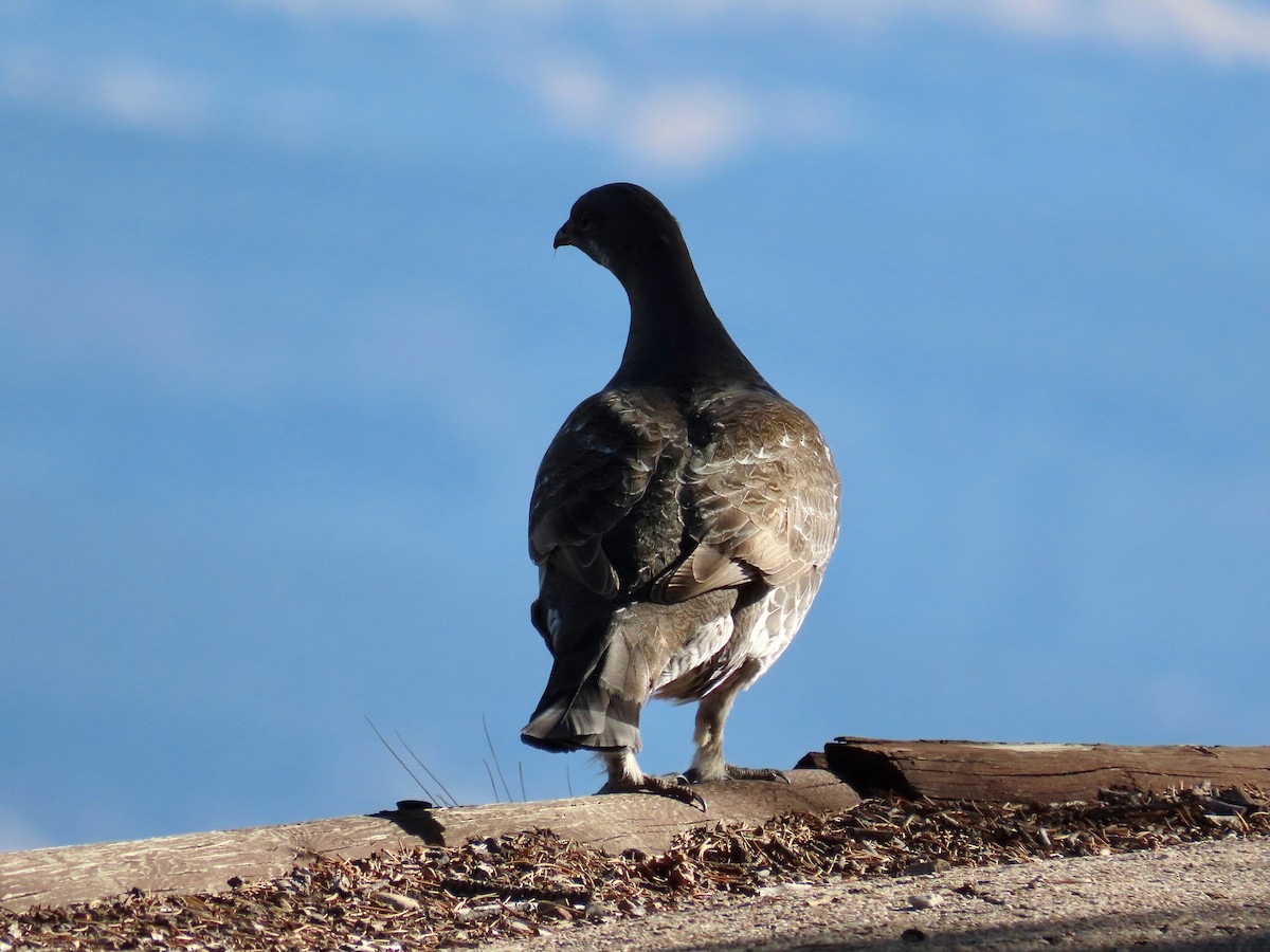 tetřívek douglaskový - ML645442315