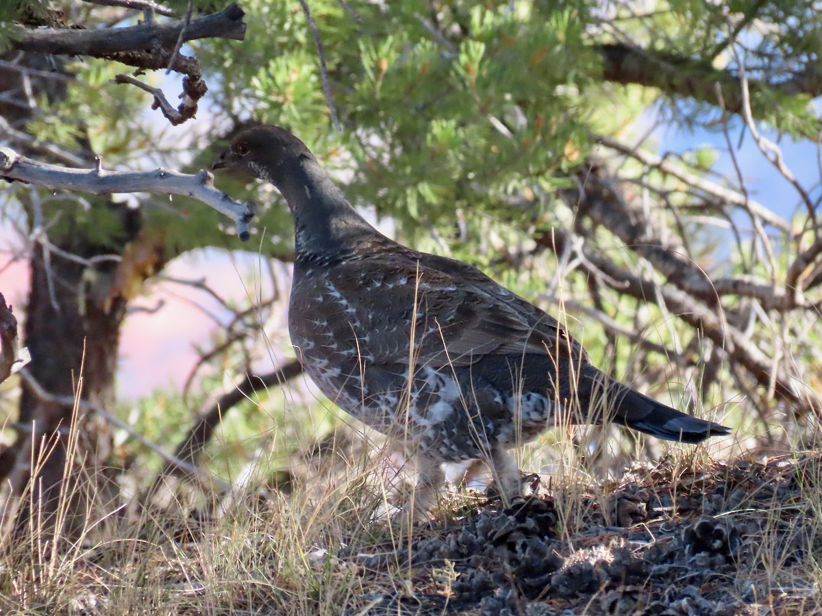 tetřívek douglaskový - ML645442316
