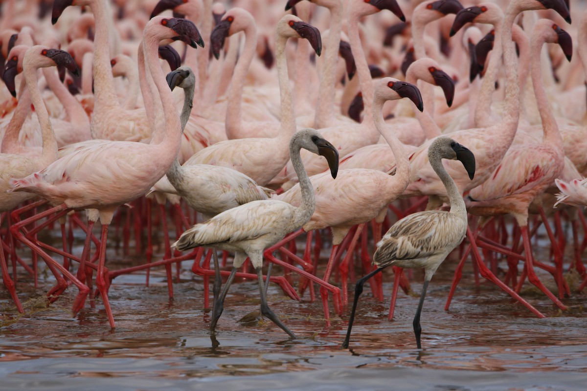 Zwergflamingo - ML645442323