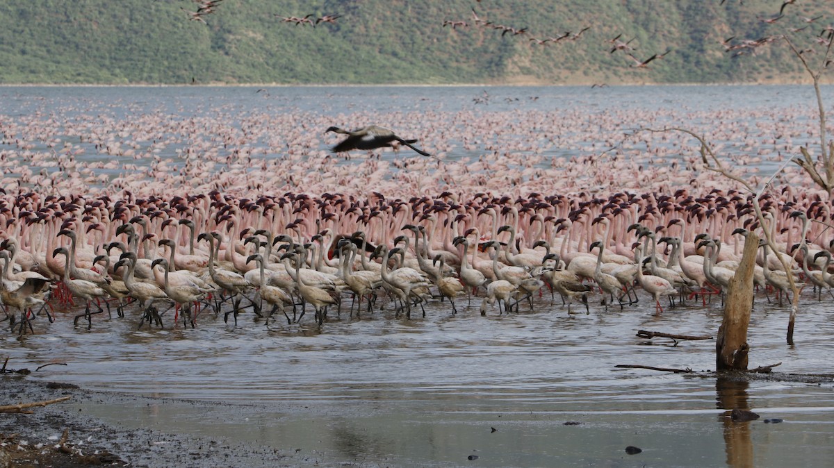 Zwergflamingo - ML645442324