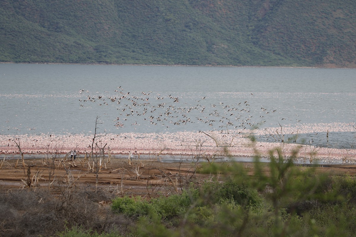 Zwergflamingo - ML645442327