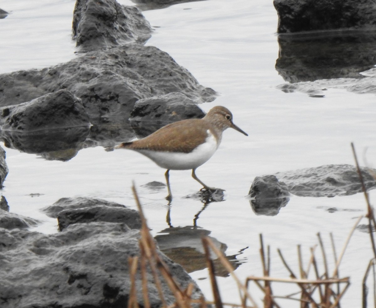 Common Sandpiper - ML645442334