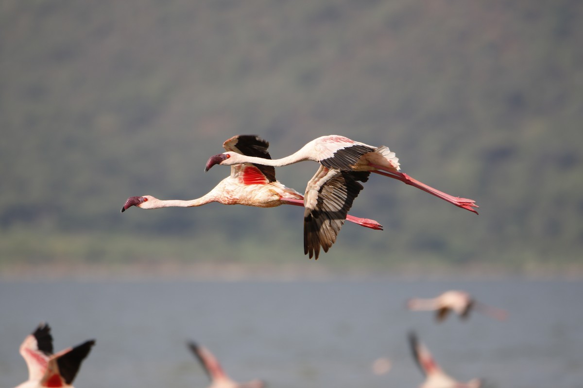 Zwergflamingo - ML645442335