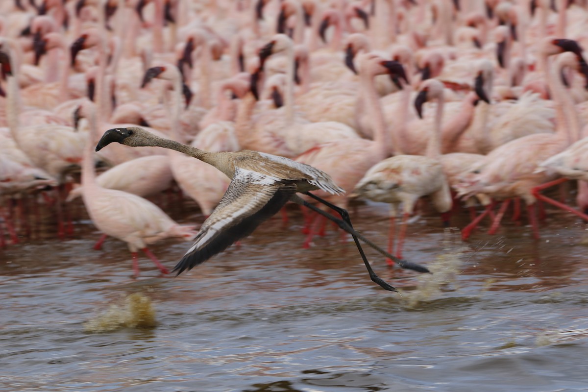 Zwergflamingo - ML645442338