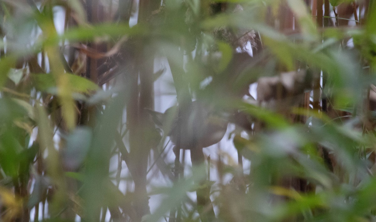 Esmer Çıvgın - ML645442347