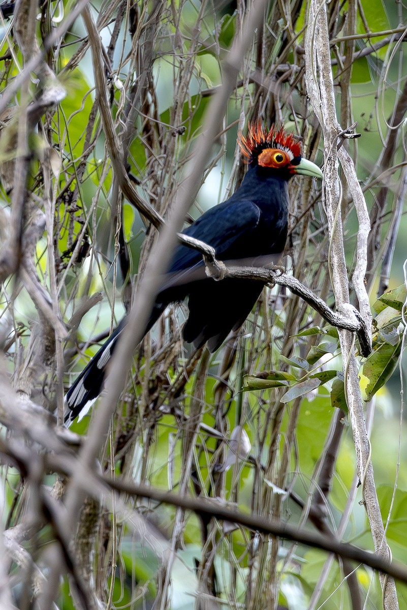 カンムリバンケンモドキ - ML645442361