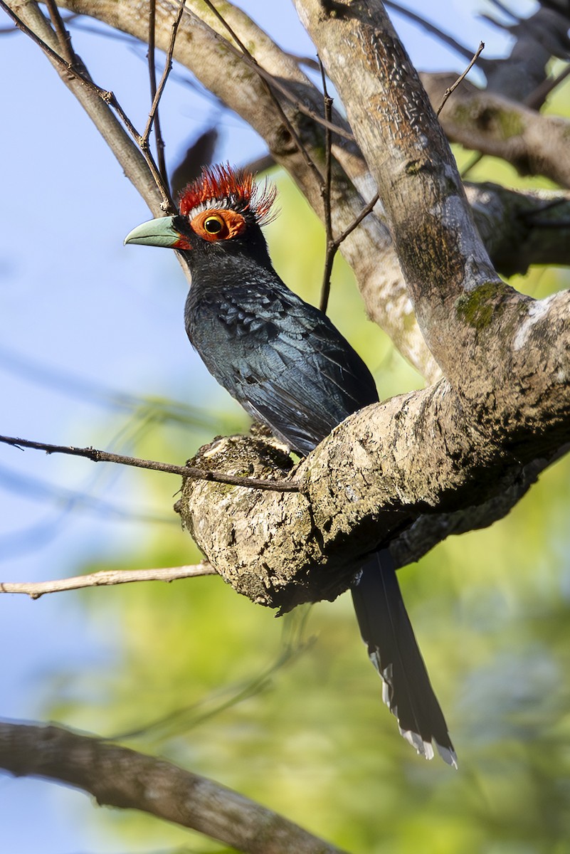 カンムリバンケンモドキ - ML645442362