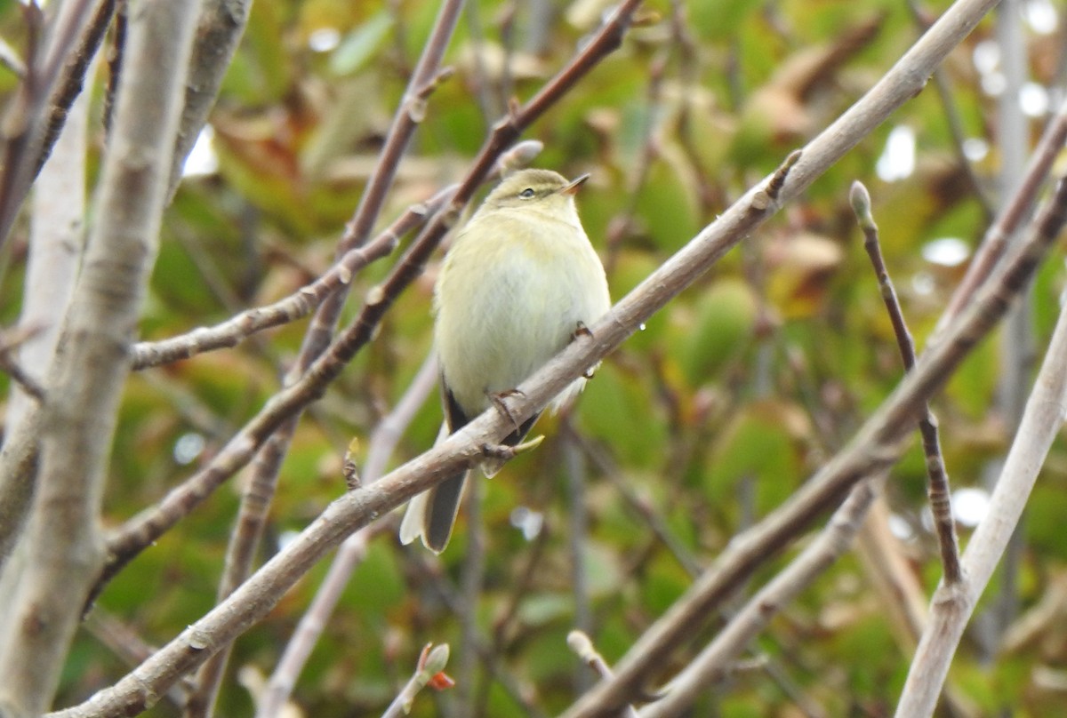 Common Chiffchaff - ML645442363
