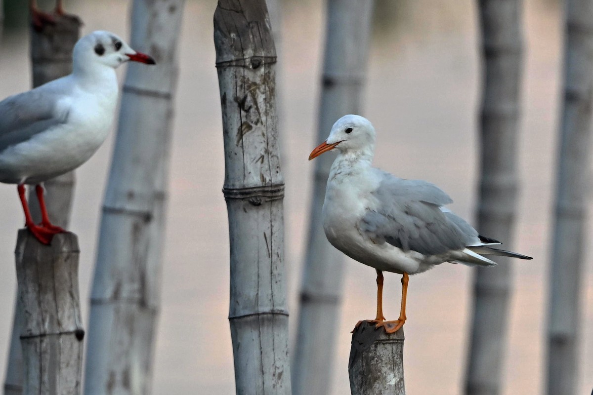 Slender-billed Gull - ML645442376