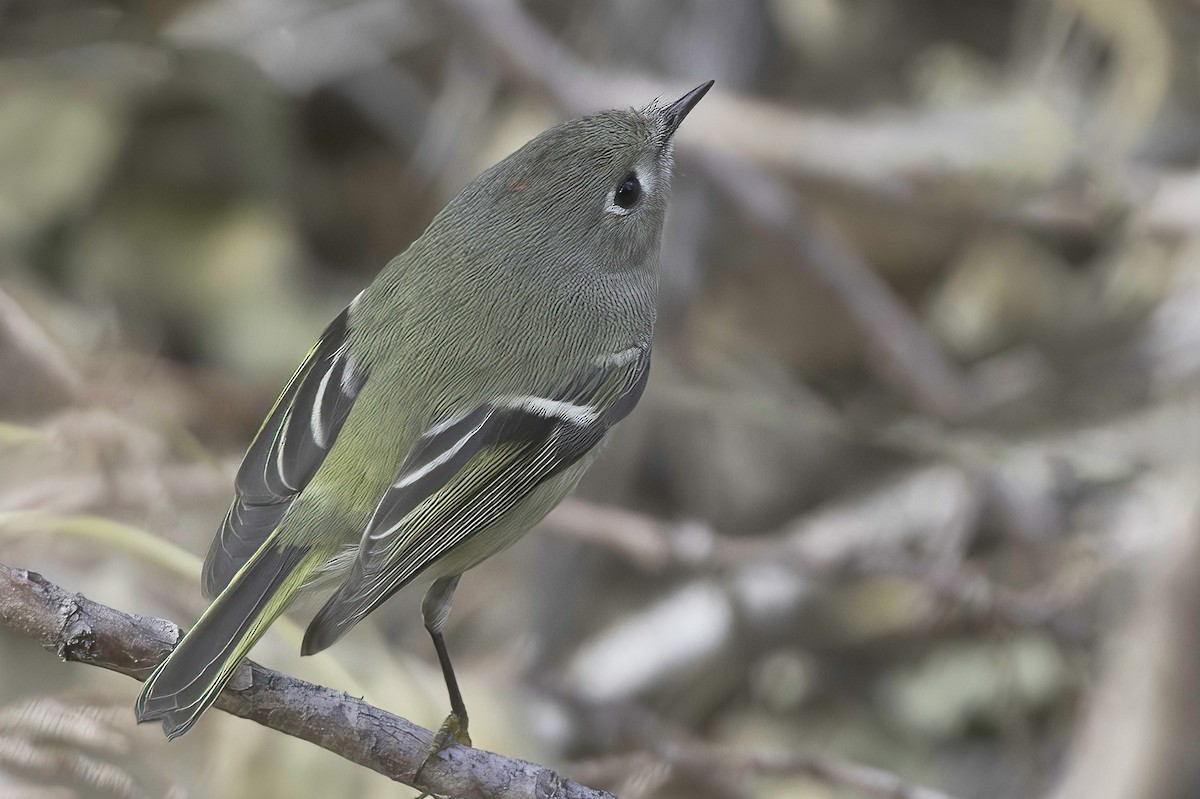 Ruby-crowned Kinglet - ML645442382