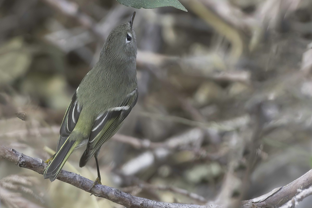 Ruby-crowned Kinglet - ML645442383