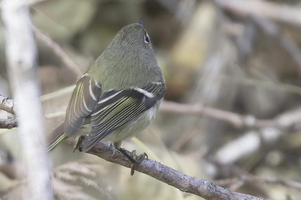 Ruby-crowned Kinglet - ML645442384