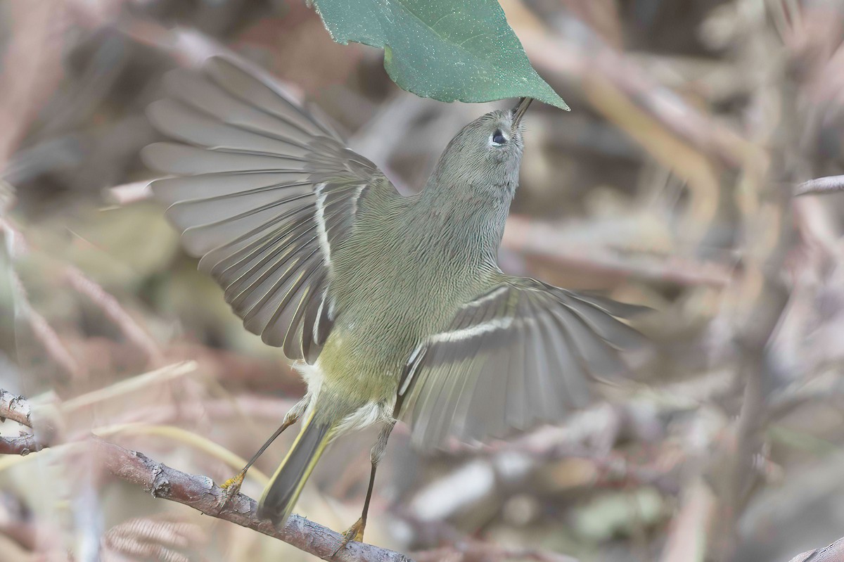 Ruby-crowned Kinglet - ML645442385