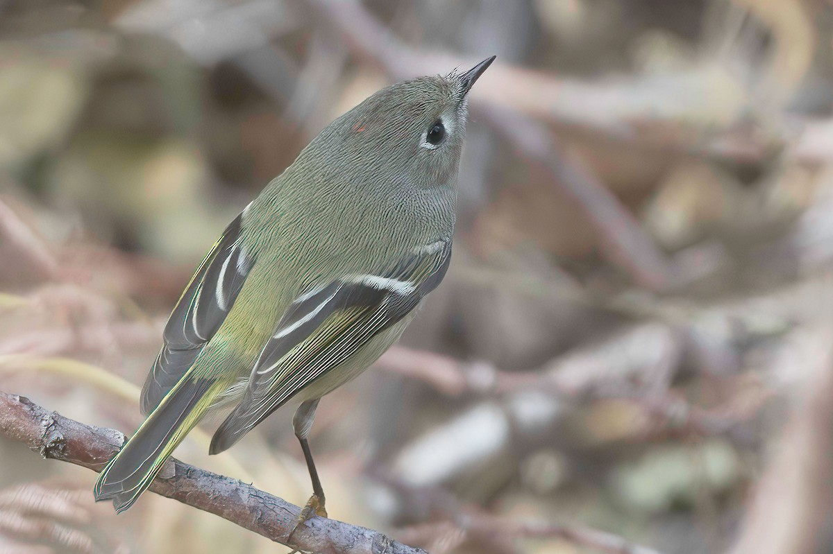 Ruby-crowned Kinglet - ML645442386