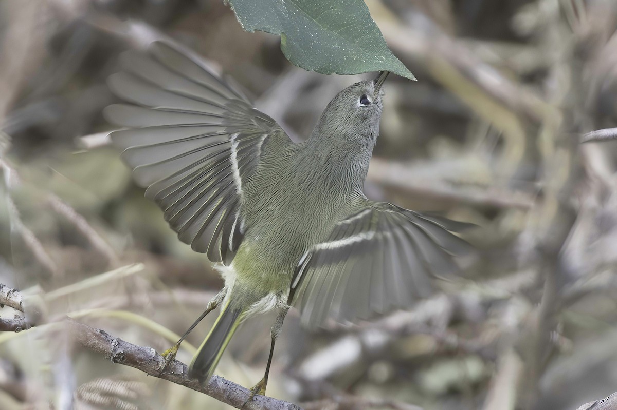 Ruby-crowned Kinglet - ML645442387
