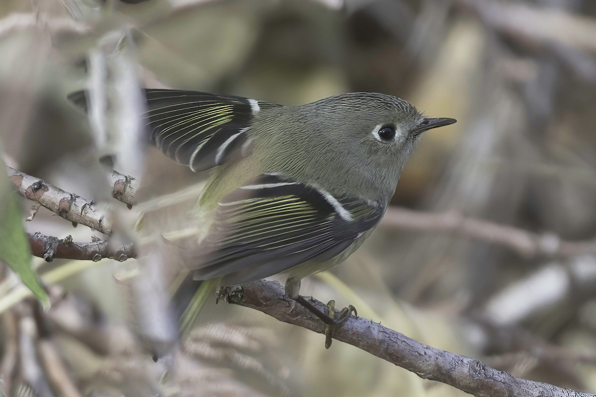 Ruby-crowned Kinglet - ML645442388