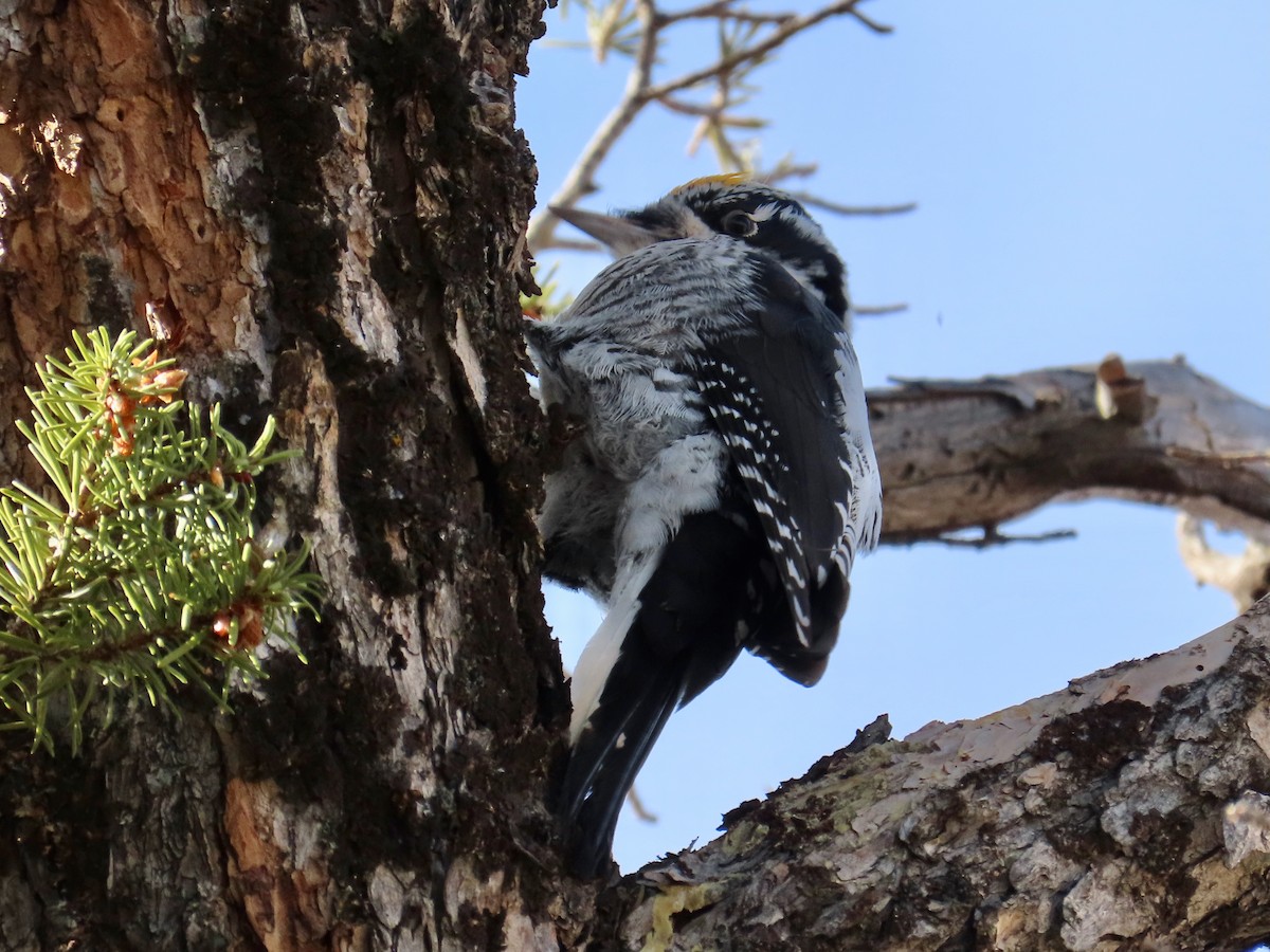 datlík smrkový - ML645442400