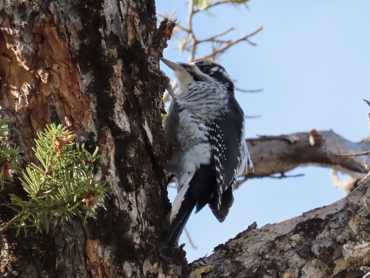 datlík smrkový - ML645442404