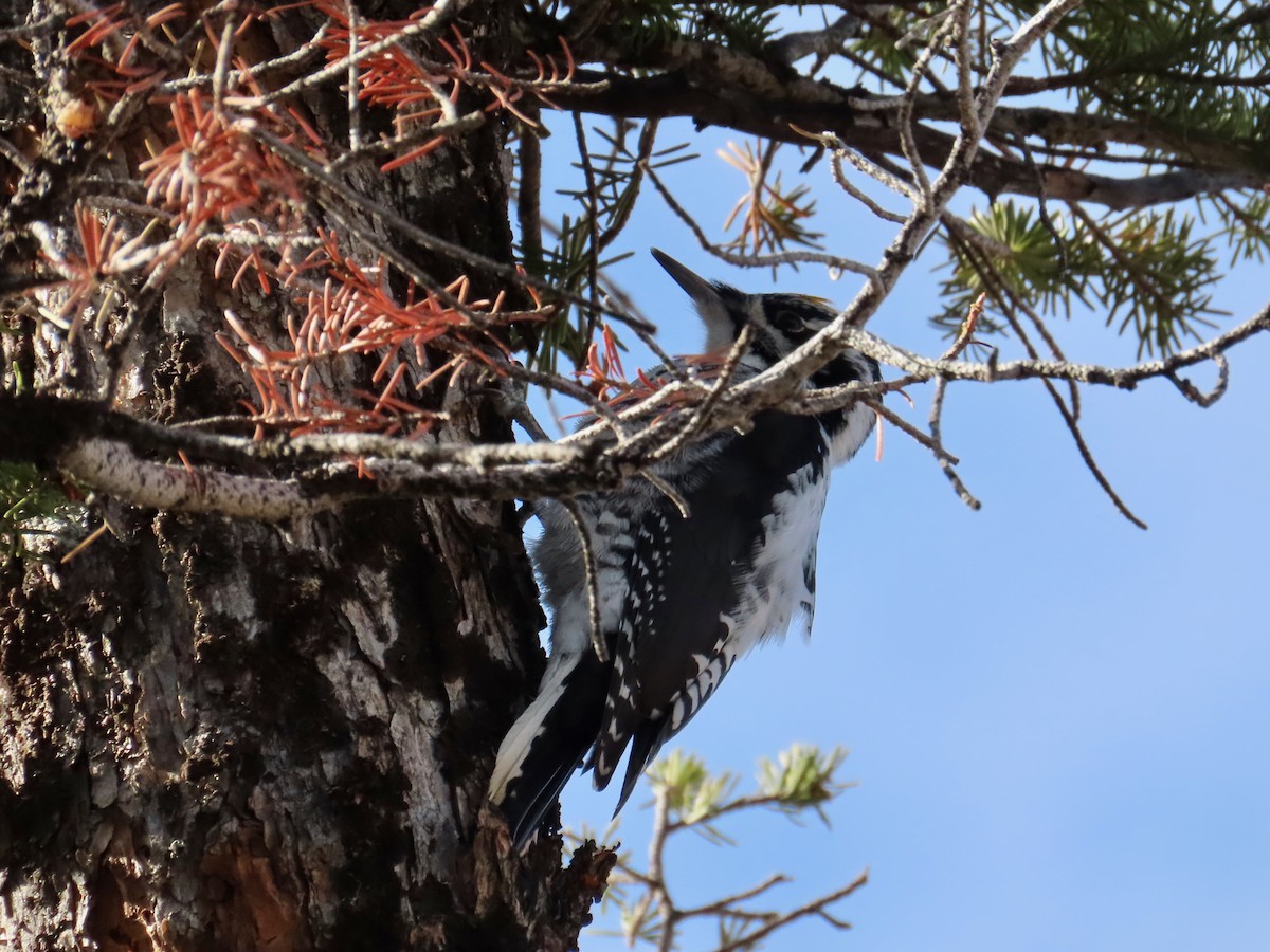 datlík smrkový - ML645442406