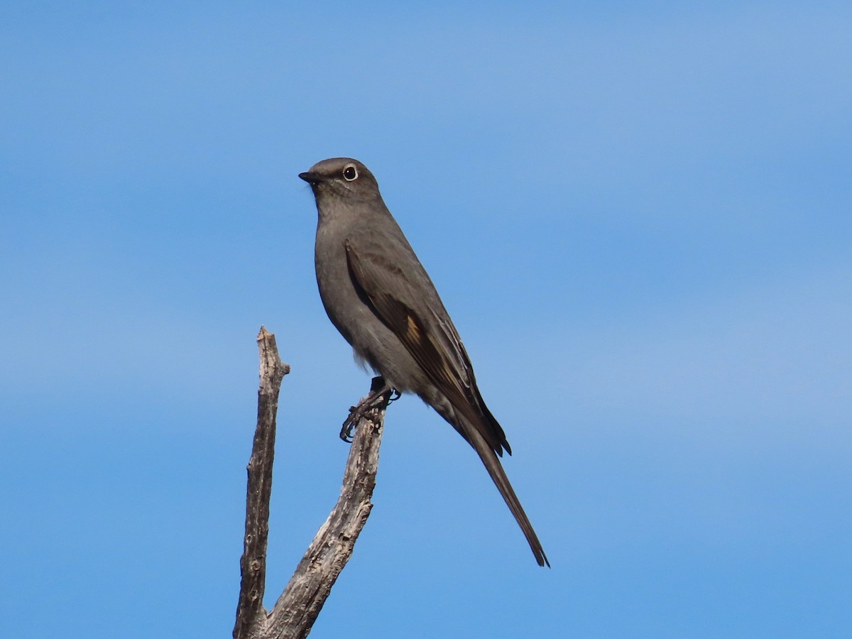 lesňák západní - ML645442412