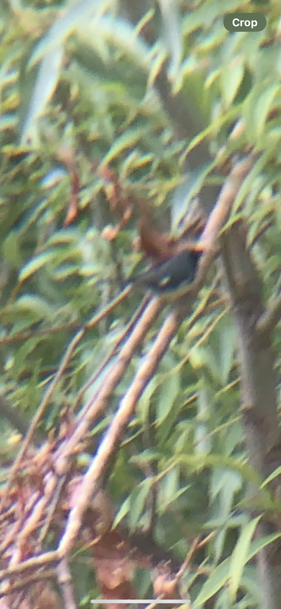 Black-throated Blue Warbler - ML645442447