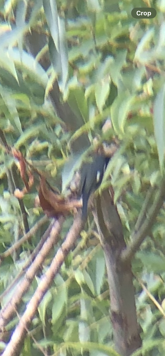 Black-throated Blue Warbler - ML645442448