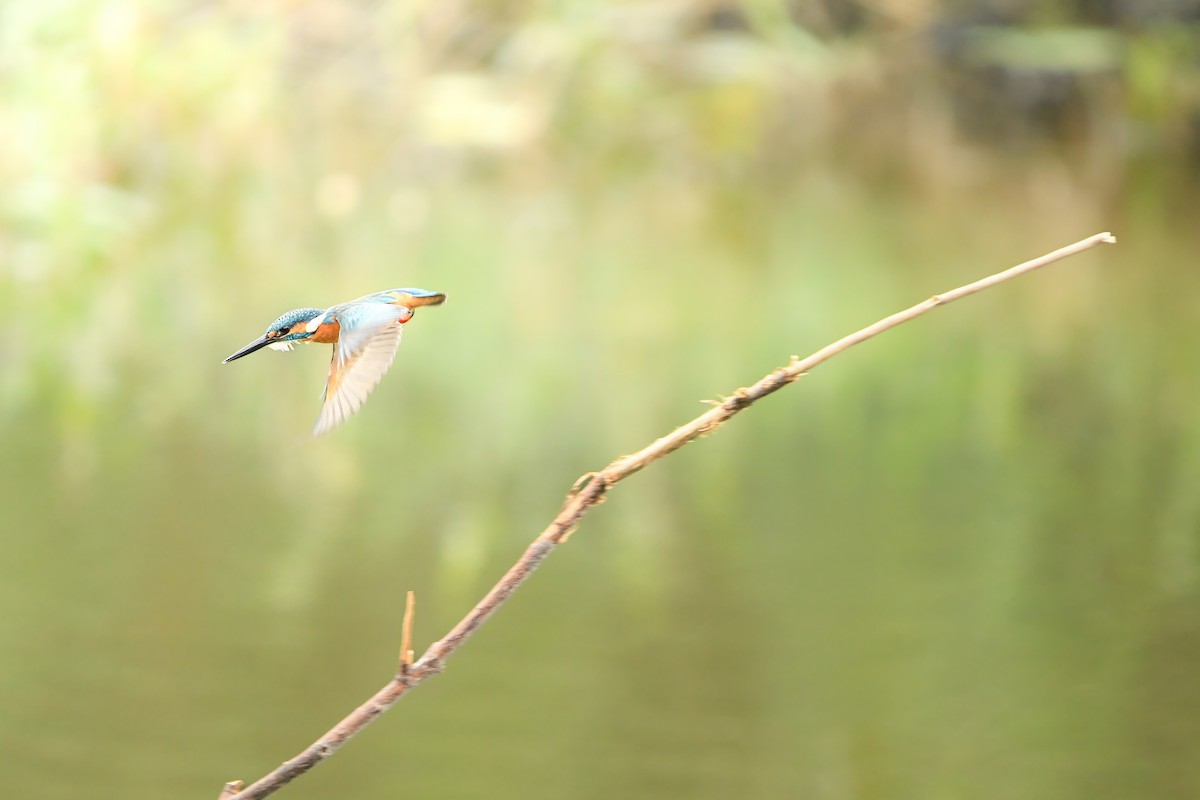 Common Kingfisher - ML645442449